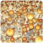 Псилоцибиновые (галлюциногенные) грибы в Димитровграде Psilocybin "Golden Teacher" Псилоцибиновые (галлюциногенные) грибы в Димитровграде Psilocybin "Golden Teacher"